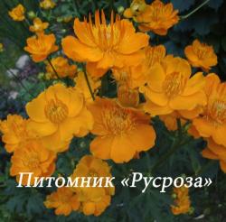 Купальница китайская "Golden Queen" (Trollius chinensis)