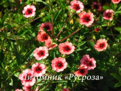 Лапчатка непальская "Miss Willmott" (Potentilla nepalensis)