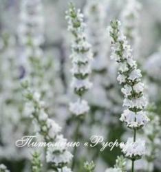 Лаванда "Edelweiss" (Lavandula angustifolia)