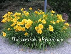 Лилейник "Stella de Oro" (Hemerocallis)