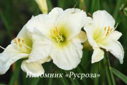 Лилейник "Gentle Shepherd" (Hemerocallis)