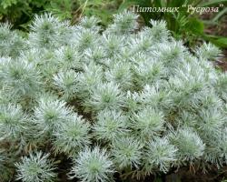 Полынь Шмидта Nana (Artemisia Schmidtiana)