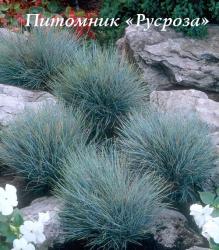 Овсяница сизая "Blaufuchs" (Festuca glauca)