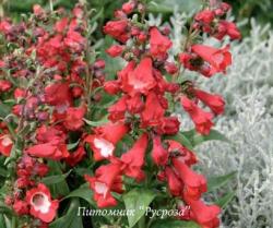 Пенстемон Хартвега "Polars Red" (Penstemon hartwegii)