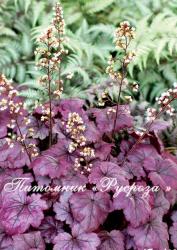 Гейхера "Plum Royale" (Heuchera hybride)