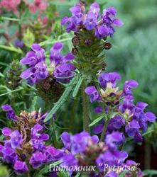 Прунелла крупноцветковая (черноголовка) "Bella Blue" (Prunella Grandiflora)