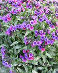 Медуница "Majeste" (Pulmonaria)