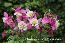 Аквилегия "Spring Magic Rose & White" (Aquilegia)