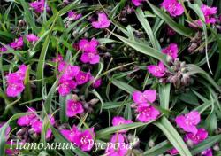 Традесканция "Rubra" (Tradescantia)