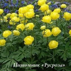 Купальница "Lemon Queen" (Trollius)