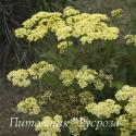 Тысячелистник обыкновенный "Sunny Seduction" (Achillea millefolium)