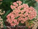 Тысячелистник обыкновенный "Apricot Delight" (Achillea millefolium)