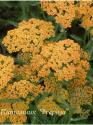 Тысячелистник обыкновенный "Inca Gold" (Achillea millefolium)