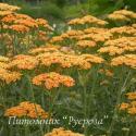 Тысячелистник обыкновенный "Terracotta" (Achillea millefolium)