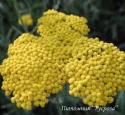 Тысячелистник "Coronation Gold" (Achillea filipendulina)