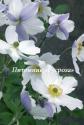 Анемона японская "Wild Swan" (Anemone japonica)