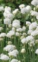 Армерия приморская "Armada White" (Armeria maritima)