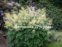 Арункус обыкновенный "Kneiffii" (Aruncus dioicus)