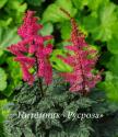 Астильба гибридная "Moulin Rouge" (Astilbe crispa × Astilbe japonica)