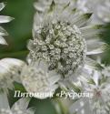 Астранция крупная "Superstar" (Astrantia major)