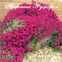 Обриета "Cascade Red" (Aubrieta)