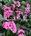 Бадан "Maikind" (Bergenia hybrida)