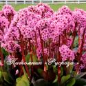 Бадан "Spring Fling" (Bergenia hybrida)