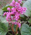 Бадан "Bressingham Ruby" (Bergenia hybrida)