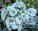 Бруннера крупнолистная "Alexander's Great" (Brunnera macrophylla)