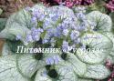 Бруннера крупнолистная "Jack Frost" (Brunnera macrophylla)