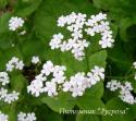 Бруннера крупнолистная "Betty Browring" (Brunnera macrophylla)