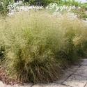 Луговик дернистый "Pixie Fountain" (Deschampsia cespitosa)