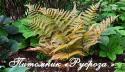 Щитовник красносорусовый (Dryopteris erythrosora)