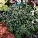 Тиарелла "Emerald Ellie" (Tiarella)