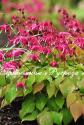 Горянка крупноцветковая "Red Beauty" (Epimedium Grandiflorum)