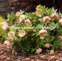 Морозник восточный (Helleborus orientalis)