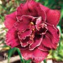 Лилейник "Stellar Double Rose" (Hemerocallis)