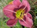 Лилейник "Always Afternoon" (Hemerocallis)