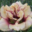 Лилейник "Crinkled Fantasy" (Hemerocallis)