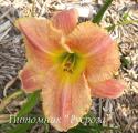 Лилейник "Gamma Quadrant" (Hemerocallis)