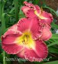 Лилейник "Rosy Rhino" (Hemerocallis)