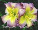 Лилейник "Regency Heights" (Hemerocallis)