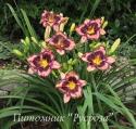 Лилейник "Simmons Overture" (Hemerocallis)