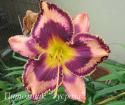 Лилейник "Simmons Overture" (Hemerocallis)