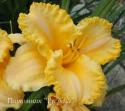 Лилейник "All Ruffled" (Hemerocallis)