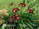 Лилейник "Black Stockings" (Hemerocallis)