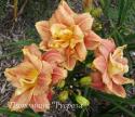 Лилейник "Happy Hooligan" (Hemerocallis)