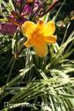 Лилейник "Golden Zebra" (Hemerocallis)