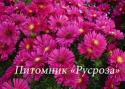 Астра кустарниковая "Jenny" (Symphyotrichum dumosum)