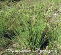 Ситник развесистый (Juncus effusus)